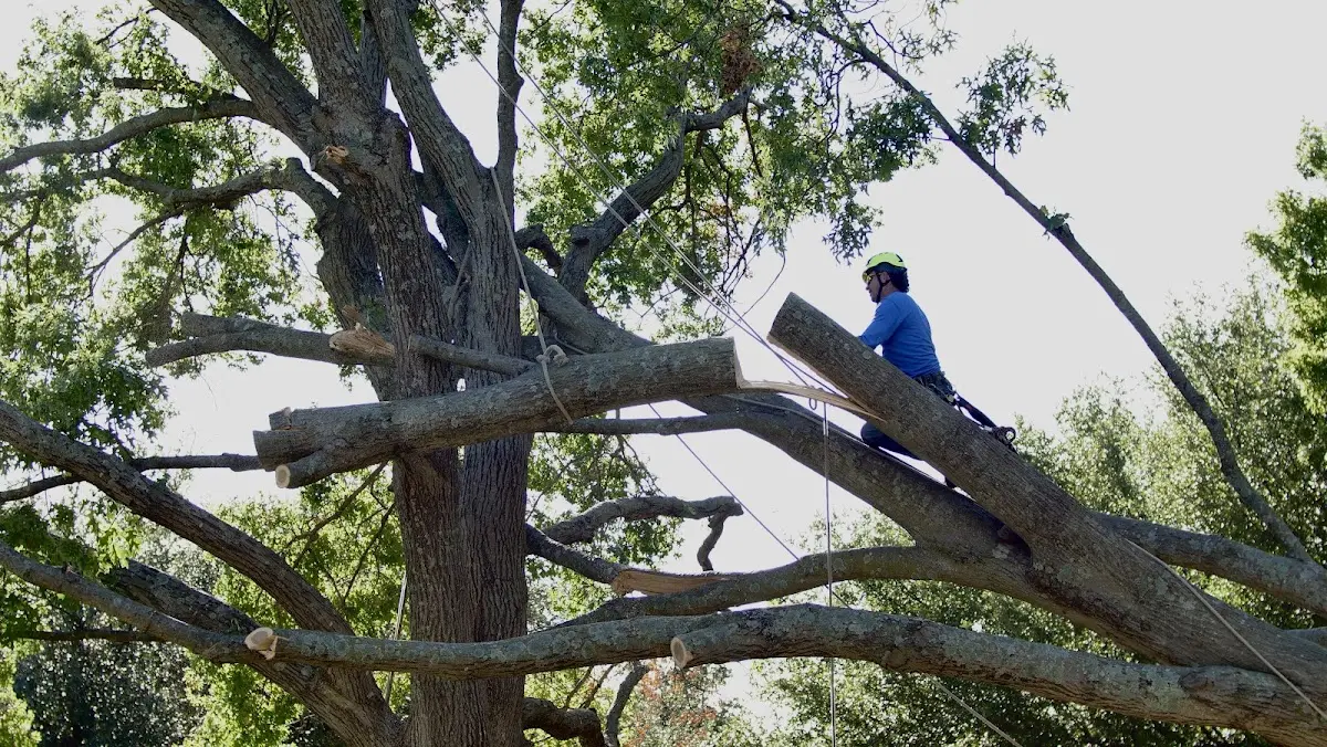 Professional Hazardous Tree Removal performed by certified arborists in Pinehurst